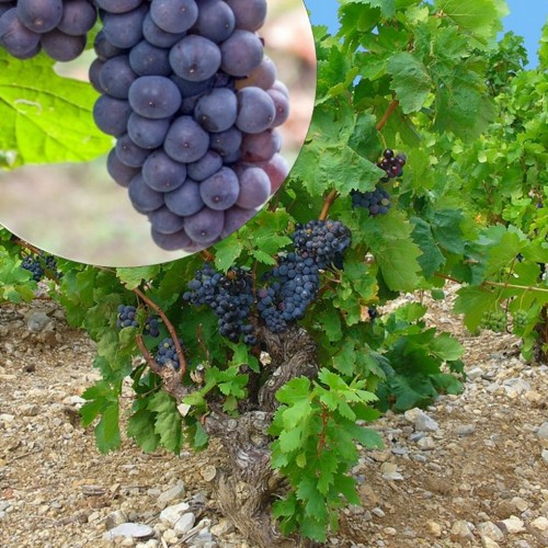 Vitis vinifera 'Pino' - Harilik viinapuu 'Pino' C7/7L